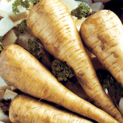 Parsnip (organic) Seeds Tender and True