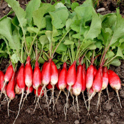 Radish (organic) Seeds French Breakfast