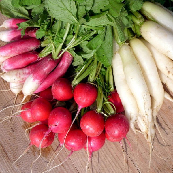 Buy Radish (Organic) Seeds Mixed Online - Green plants & flowering plants Buy Radish (Organic) Seeds Mixed Online - Green plants & flowering plants
