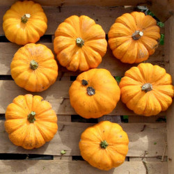 Pumpkin (organic) Seeds Jack Be Little