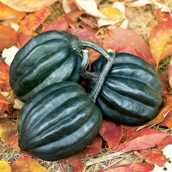 Squash & Pumpkin (organic) Seeds Tuffy