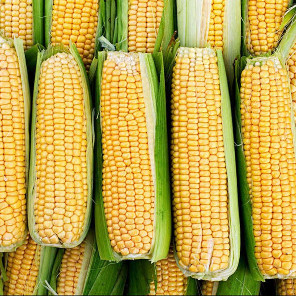 Buy Sweet Corn (Organic) Seeds Damaun Online - Green plants & flowering plants