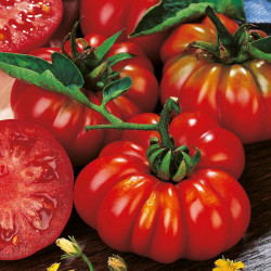 Tomato (organic) Seeds Costoluto Fiorentino