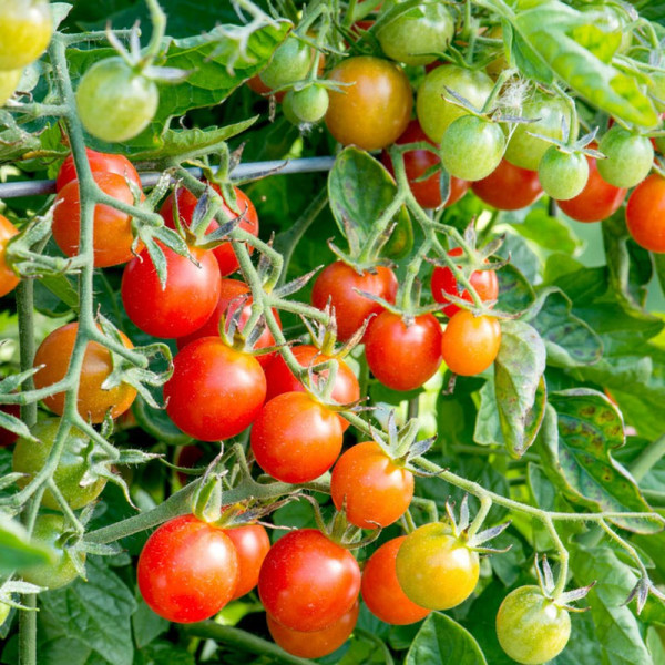Buy Tomato (Organic) Seeds Koralik F1 Online - Plant Seeds