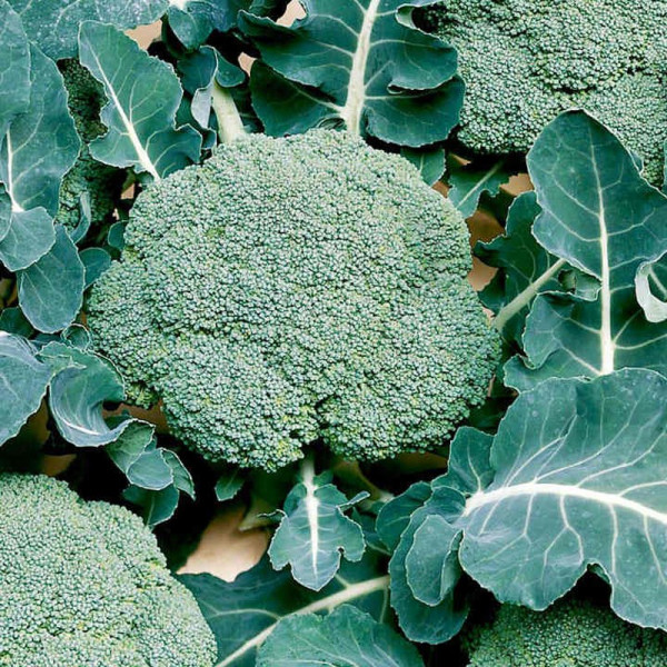Buy Broccoli Calabrese (Organic) Seeds Belstar F1 Online - Plant Seeds