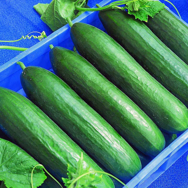 Buy Cucumber (Organic) Seeds F1 Paska Online - Green plants & flowering plants