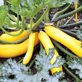 Courgette (organic) Seeds Golden Zucchini