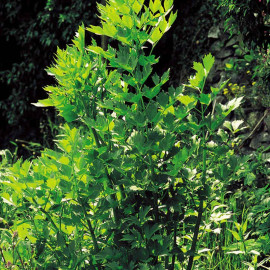 Herb (organic) Seeds Lovage