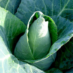 Cabbage (organic) Seeds Caraflex F1