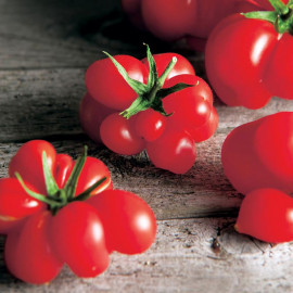 Tomato (organic) Seeds Reisetomate